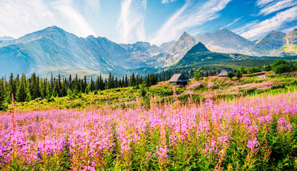 Góry wiosną – widok na ukwieconą Halę Gąsienicową i szczyty Tatr w oddali